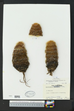 Echinocereus viridiflorus var. correllii image