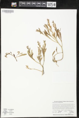 Cakile lacustris image