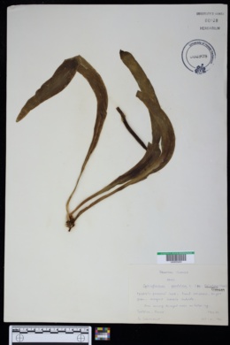 Ophioglossum pendulum image