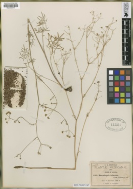 Donnellsmithia tuberosa image