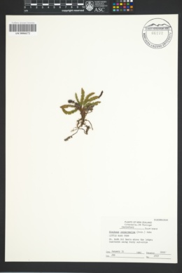 Austroblechnum penna-marina subsp. penna-marina image