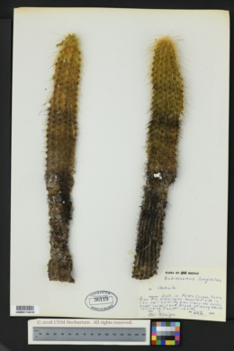 Image of Echinocereus longisetus