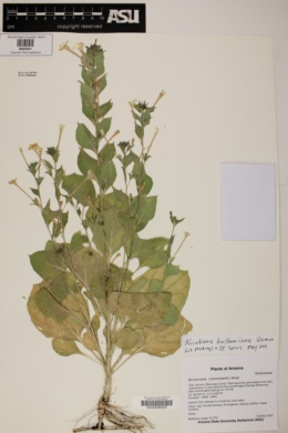 Nicotiana benthamiana image