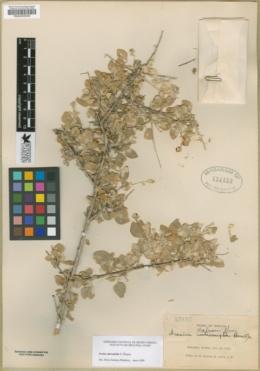 Iresine alternifolia image
