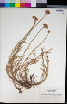 Leucanthemum vulgare subsp. vulgare image