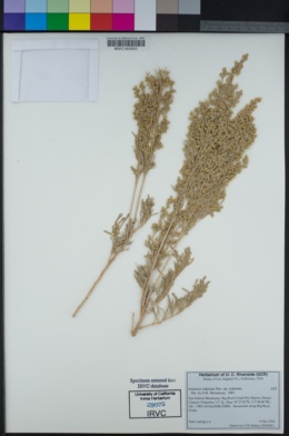Artemisia tridentata subsp. tridentata image
