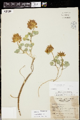 Trifolium owyheense image