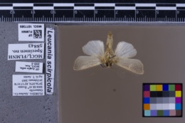 Leucania scirpicola image