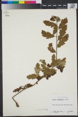 Quercus x macdonaldii image