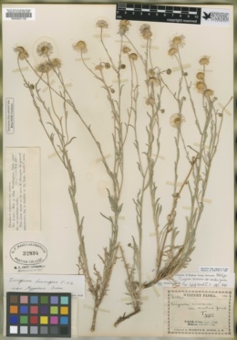 Image of Erigeron cinereus