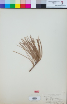 Pinus torreyana image