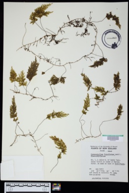 Image of Hymenophyllum flabellatum