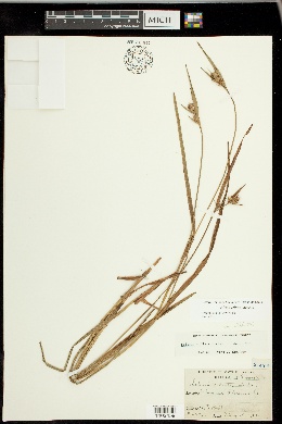 Scleria ciliata var. elliottii image