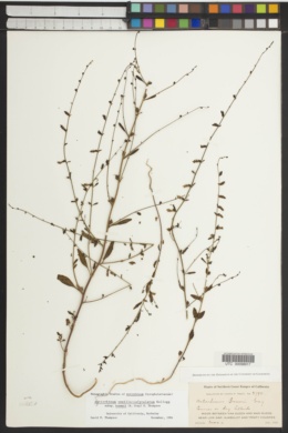Antirrhinum vexillo-calyculatum image
