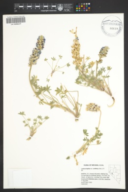 Lupinus lepidus subsp. confertus image