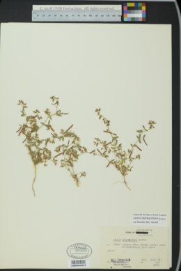 Image of Lotus micranthus