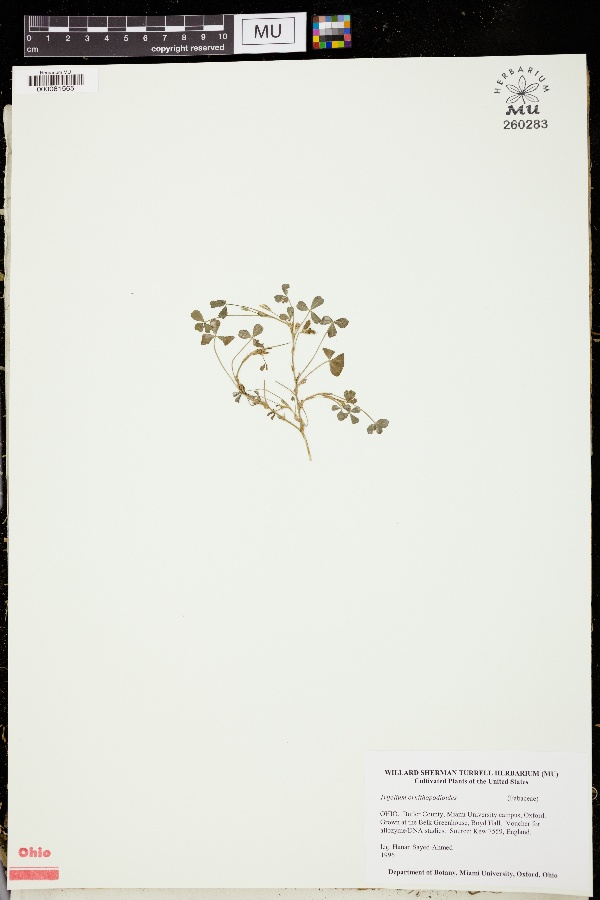 Trifolium ornithopodioides image