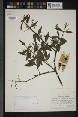 Phrygilanthus acutifolius image