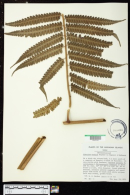 Cibotium nealiae image