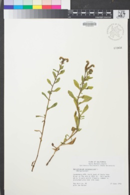 Image of Heliotropium curassavicum