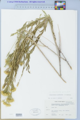 Lorandersonia spathulata image