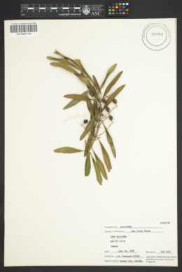 Image of Olea africana