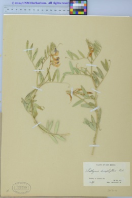 Image of Lathyrus decaphyllus