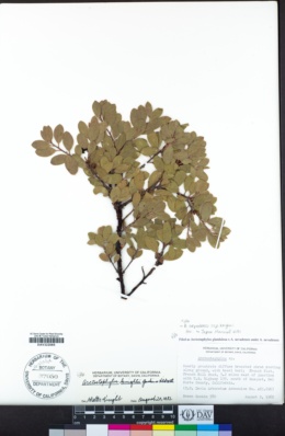 Arctostaphylos nevadensis subsp. knightii image