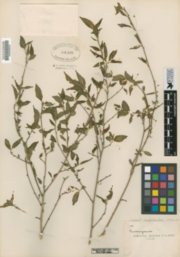 Acalypha coryloides image