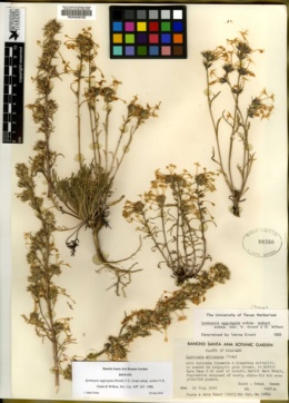 Ipomopsis aggregata subsp. weberi image