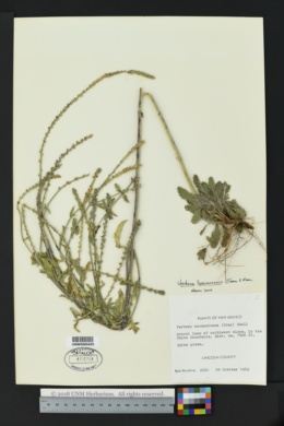 Image of Verbena livermorensis