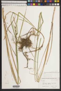 Carex interimus image