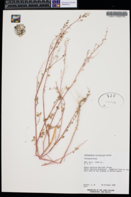 Chenopodium neomexicanum var. neomexicanum image