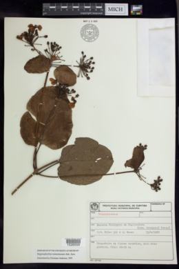 Stigmaphyllon tomentosum image