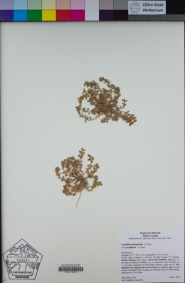 Lepidium acutidens image