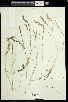 Deschampsia liebmanniana image