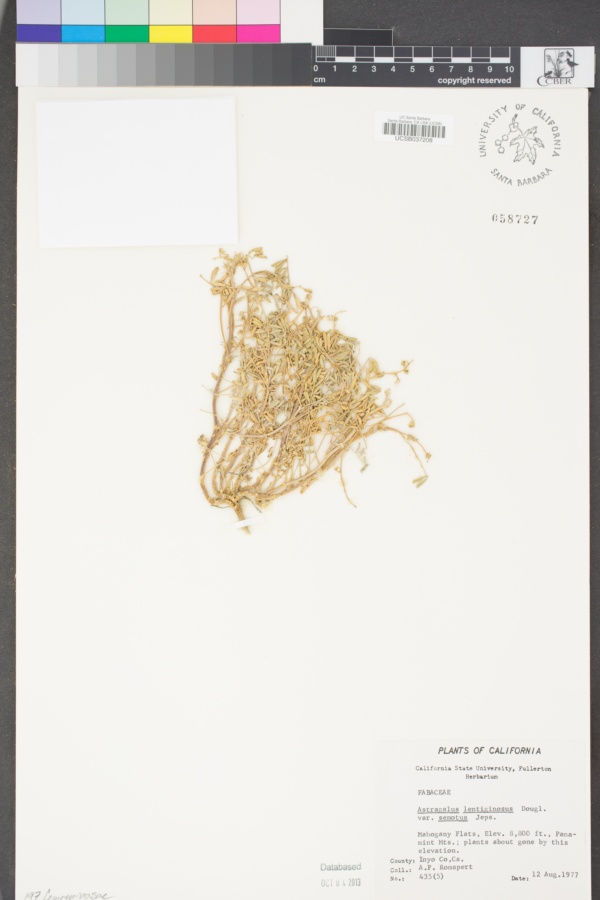 Astragalus lentiginosus var. semotus image
