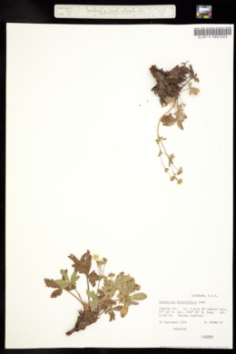 Image of Potentilla diversifolia