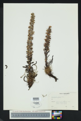 Image of Pedicularis oederi