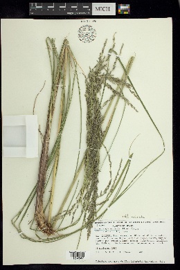 Image of Muhlenbergia macrotis