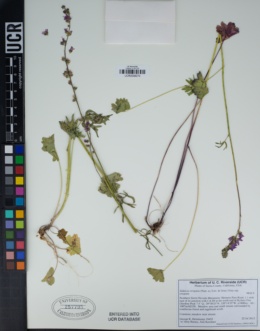 Sidalcea oregana subsp. oregana image