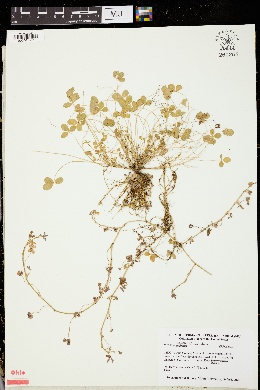 Trifolium pallidum image