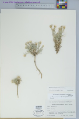 Image of Physaria calcicola