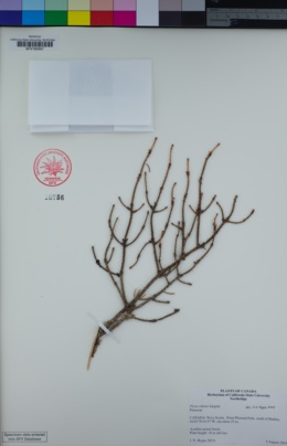 Image of Picea rubens
