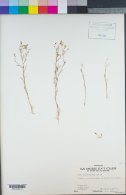 Navarretia leptalea subsp. leptalea image
