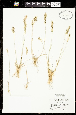 Poa bulbosa subsp. bulbosa image