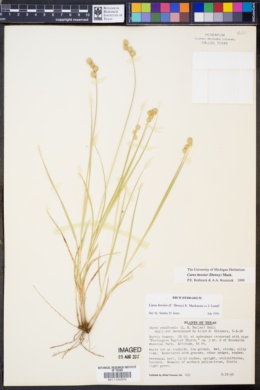 Carex brevior image