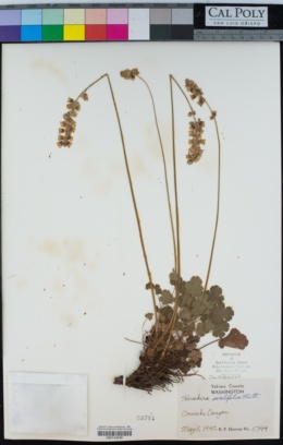 Image of Heuchera ovalifolia