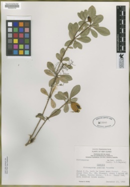 Image of Pittosporum pumilum