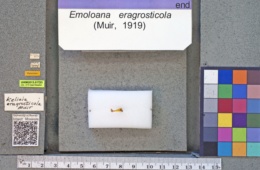 Image of Emoloana eragrosticola